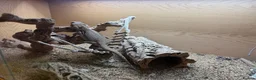Bearded Dragon reptiles for sale: Female bearded dragon with tank (2 years old) - Advert 4