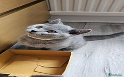 British Shorthair cats for sale: British Blue Shorthair - Image 20