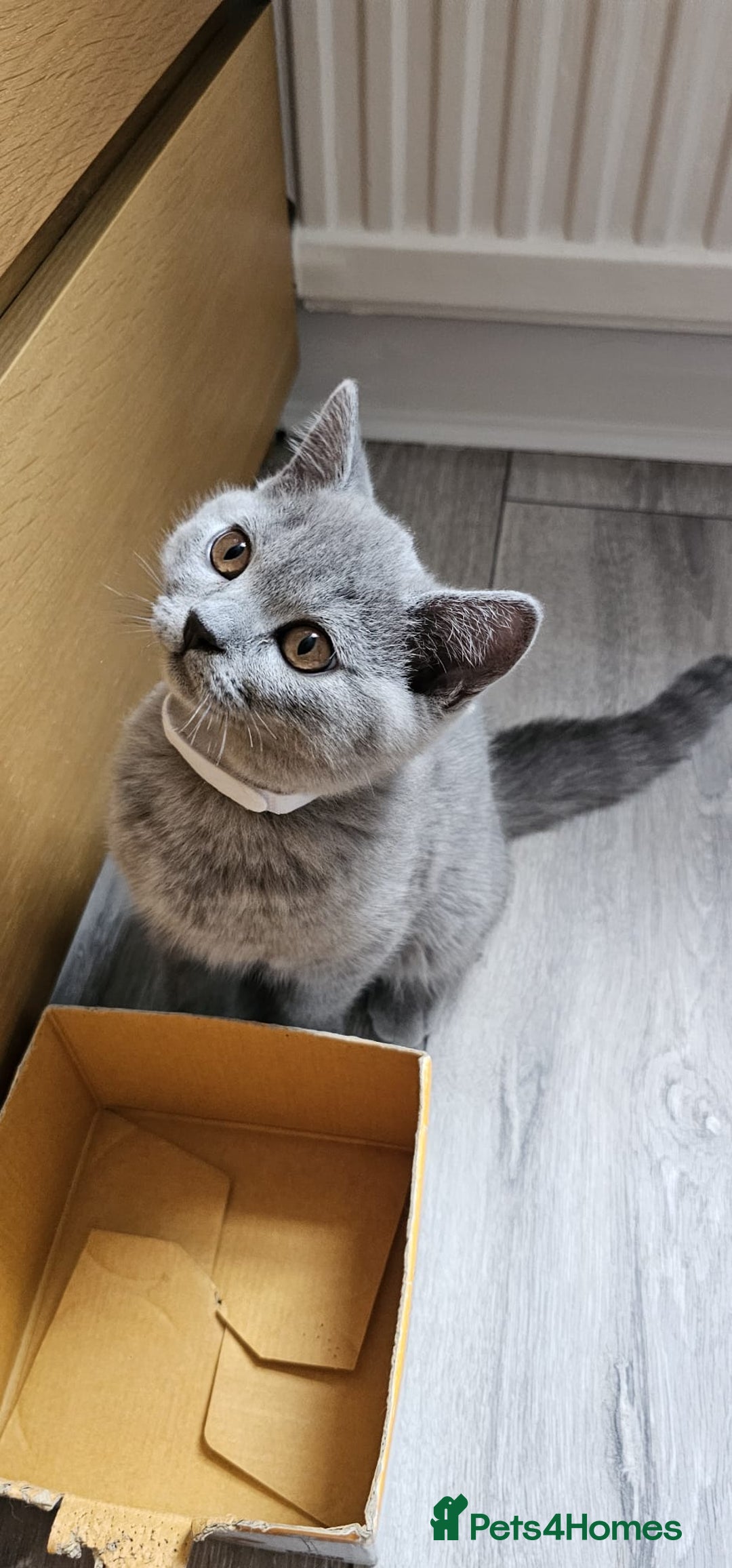 British Shorthair cats for sale: British Blue Shorthair - Image 20