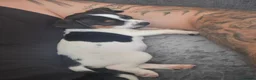 Jack Russell dogs for sale: Last female mini jack russle  - Advert 3