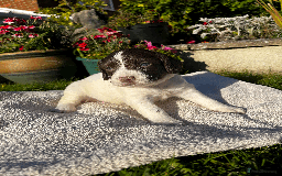 Sprocker dogs for sale: Sprocker Puppies - Image 4