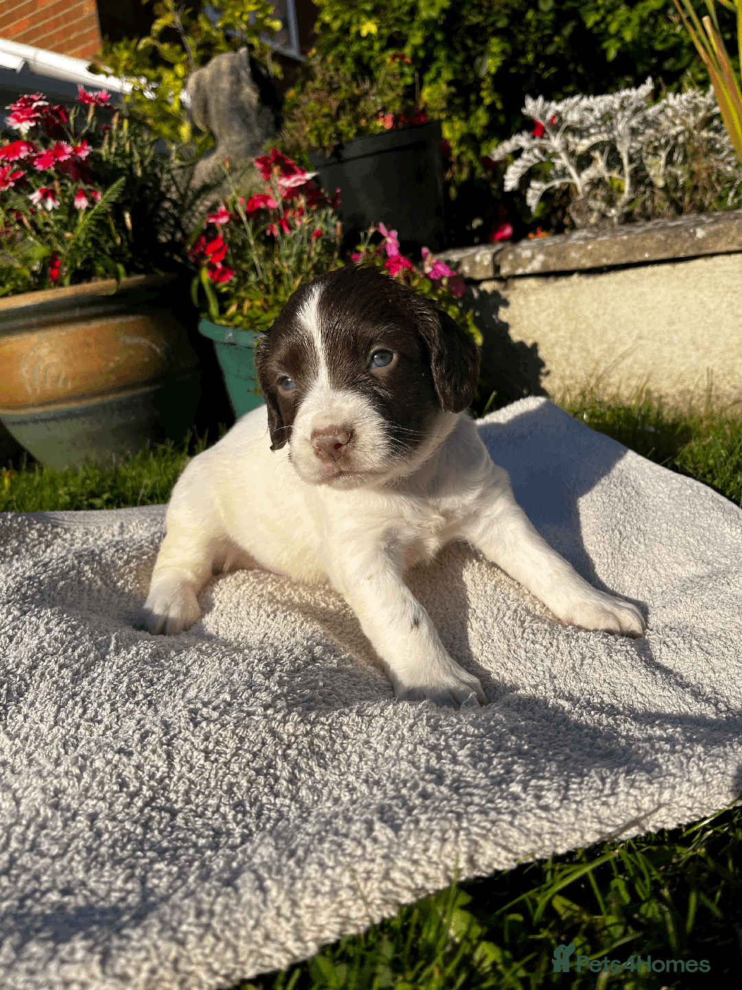 Sprocker dogs for sale: Sprocker Puppies - Image 4