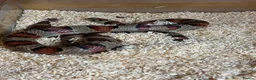 Corn Snake reptiles for sale: Various corn snakes/colubrids at urban exotics  - Advert 9