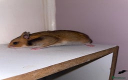 Hamster rodents for sale: Baby Syrian hamsters🐹  - Advert 1