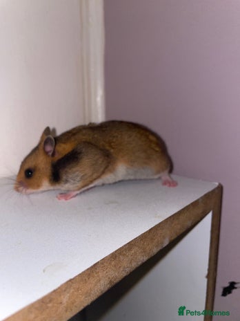 Hamster rodents Baby Syrian hamsters🐹 - Advert 1