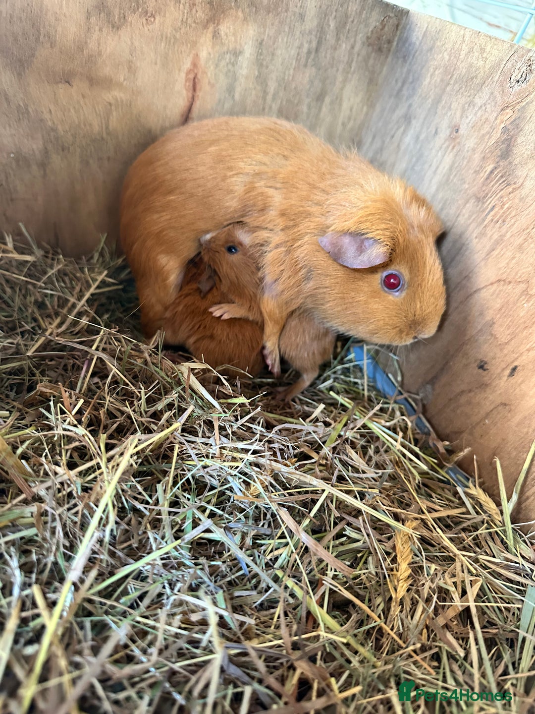 Guinea Pig rodents for sale: 3 Pups for sale - 2 boars, 1 sow - Advert 8
