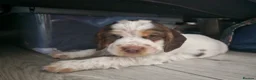 Cocker Spaniel dogs for sale: 2x working cocker spaniel males in Manningtree - Advert 5