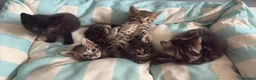 Mixed Breed cats for sale: Gorgeous male kittens  - Advert 2