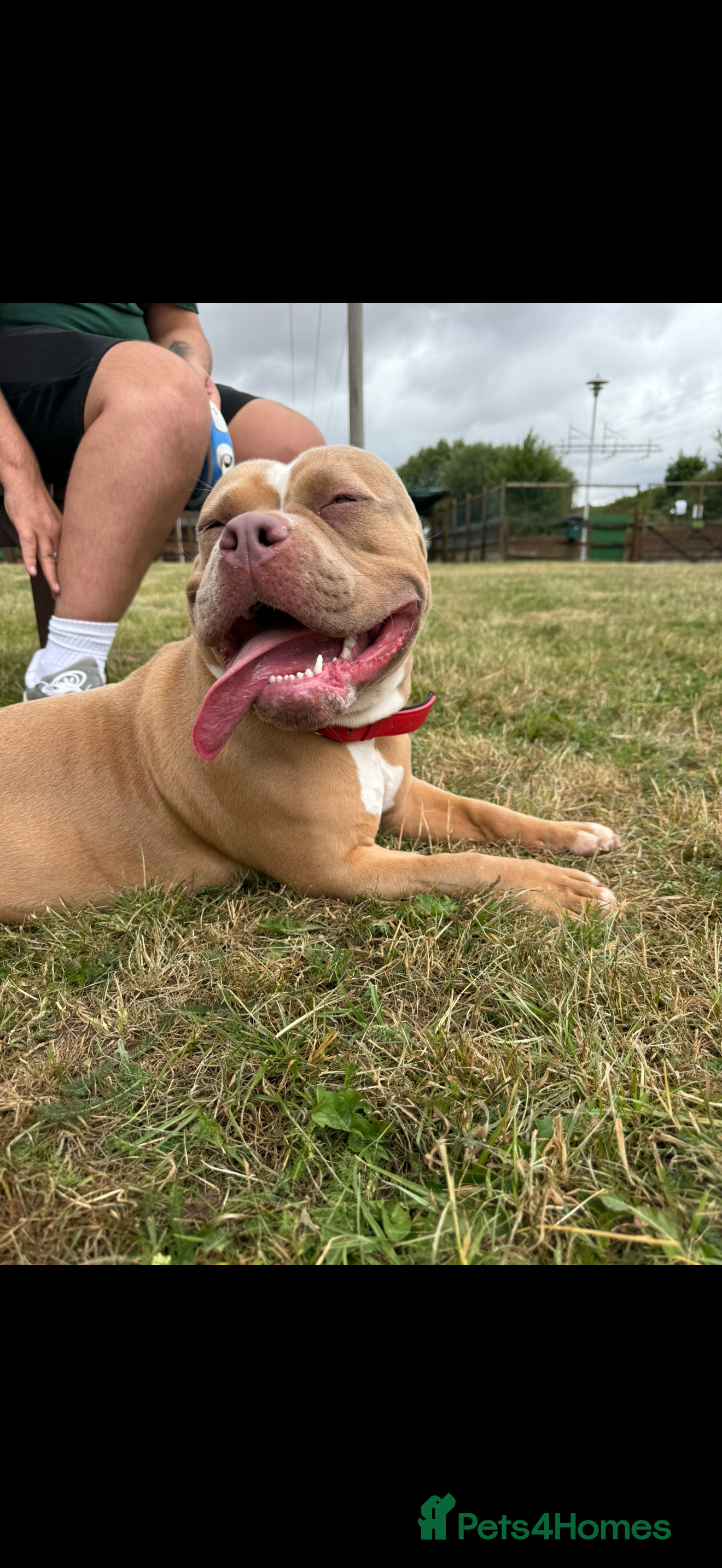 American Bully dogs Rehome  - Advert 1