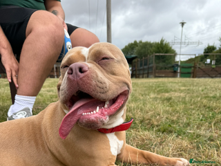 American Bully dogs Rehome - Advert 1