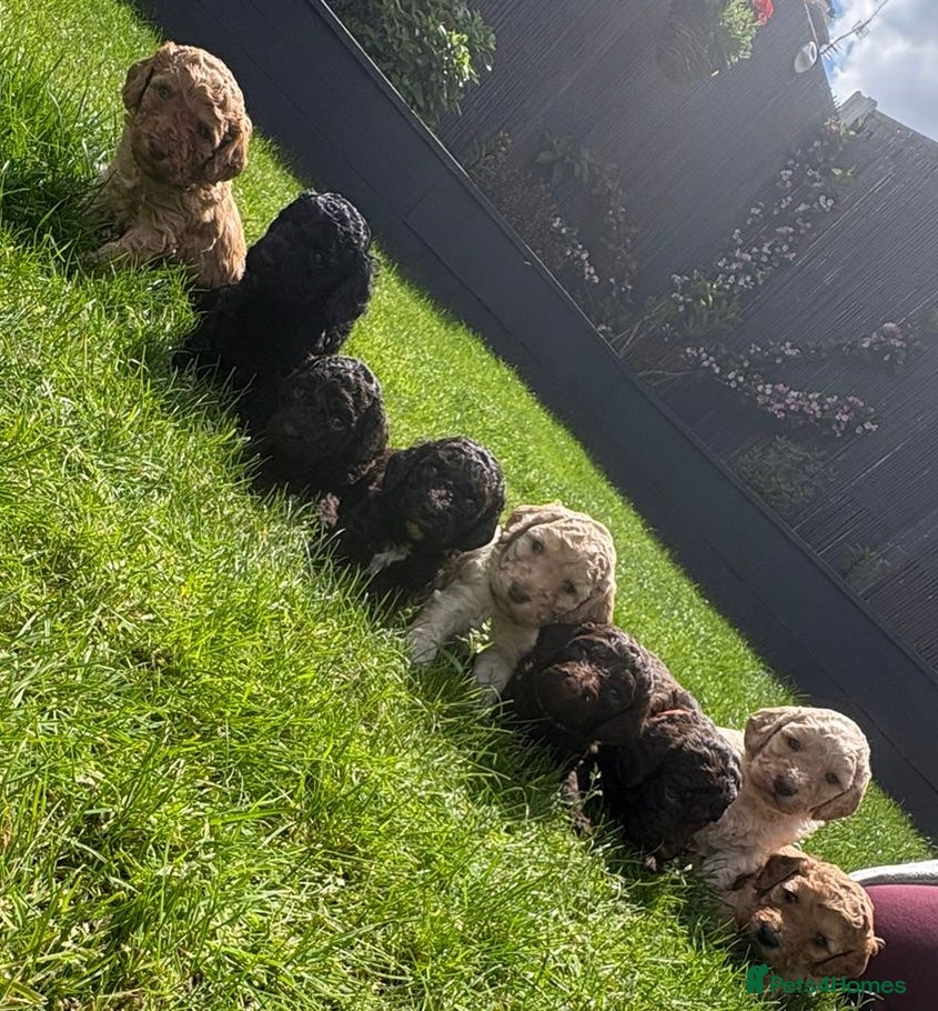 Cockapoo dogs for sale: Stunning Cockapoo Puppies looking for loving homes - Advert 1
