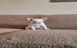 French Bulldog dogs for sale: Adorable pink and fluffy french bulldogs puppies  - Image 8