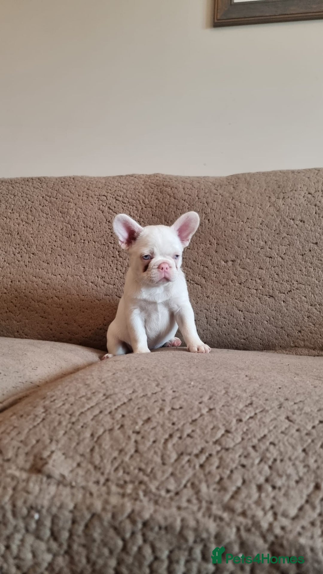 French Bulldog dogs for sale: Adorable pink and fluffy french bulldogs puppies  - Image 8