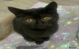 Ragdoll cats for sale: Ragdoll X  - Image 25