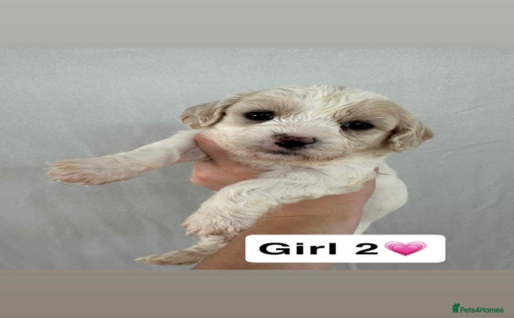Cavachon dogs - Advert 4