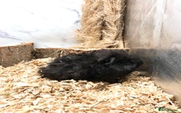 Guinea Pig rodents for sale: Multiple baby guinea pigs 💗 - Image 4
