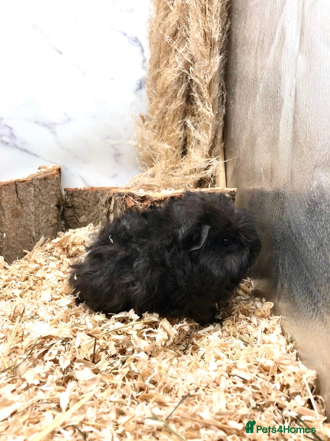 Guinea Pig rodents for sale: Multiple baby guinea pigs 💗 - Image 4