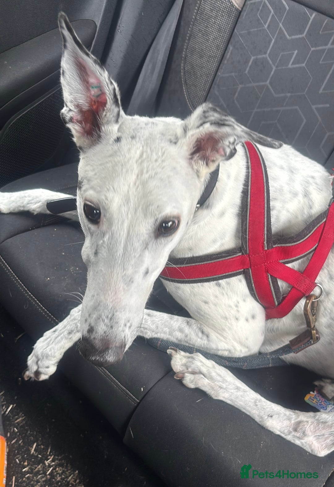 Greyhound dogs for sale: Gentle boy needing a new sofa - Image 1