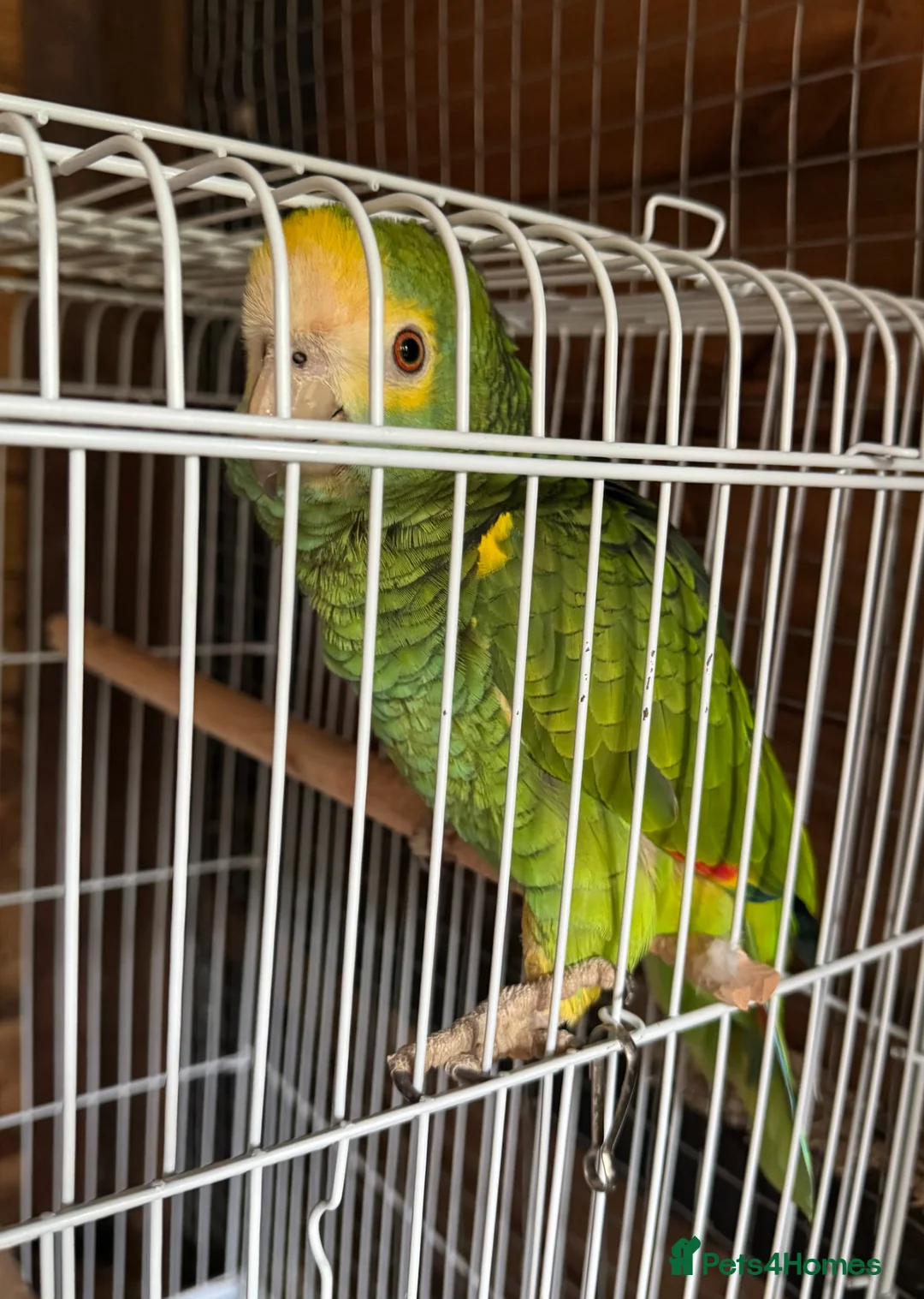 Parrots birds for sale: Amazon - Advert 3