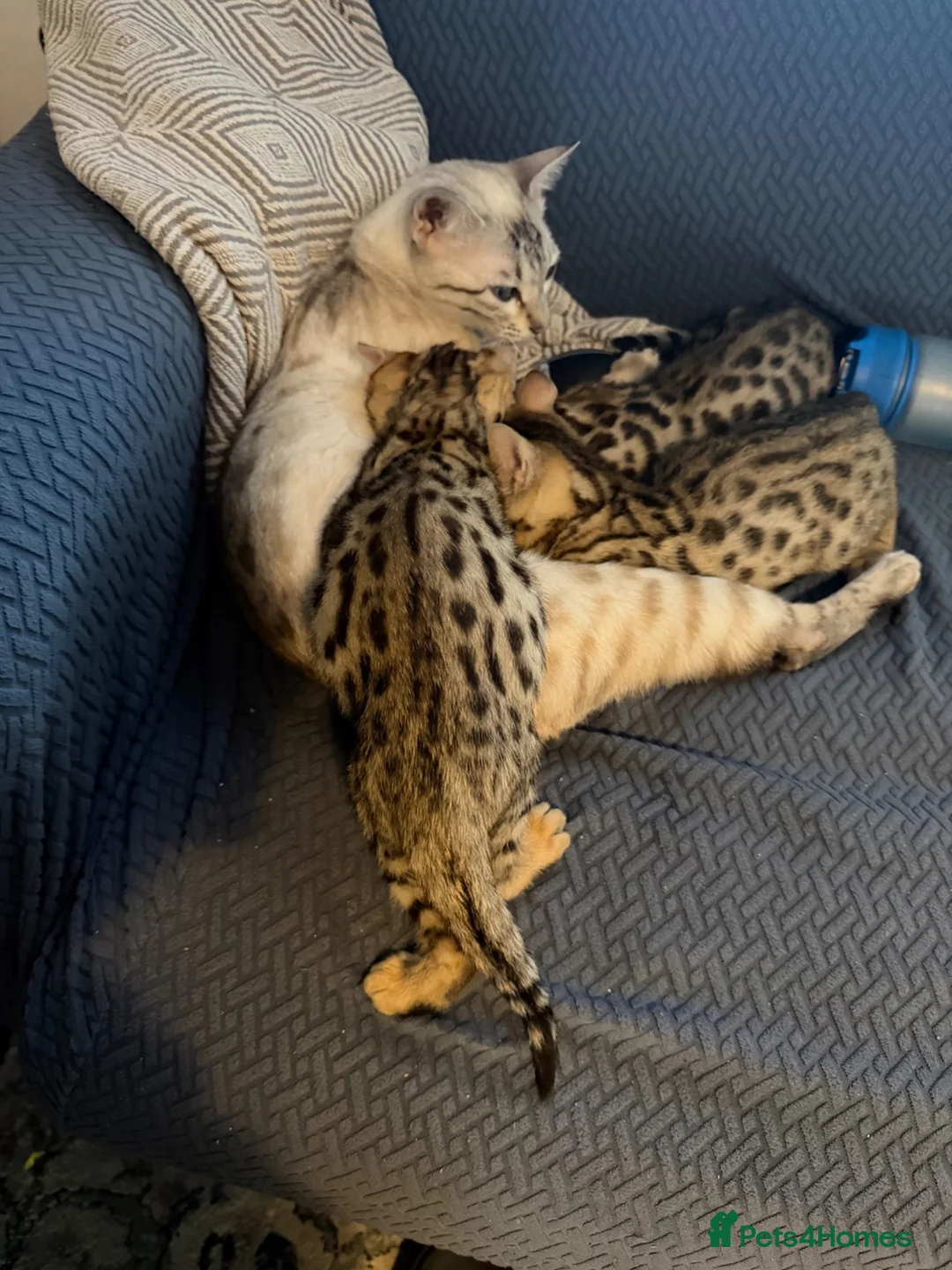Bengal cats for sale: Stunning beautiful bengal kittens  - Advert 14