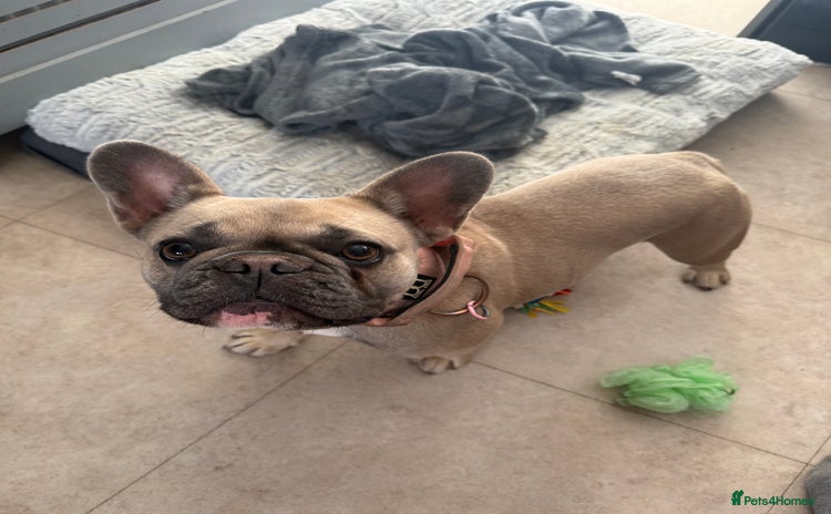 French Bulldog dogs - Advert 2