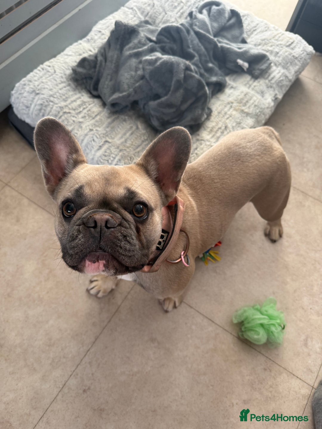 French Bulldog dogs for sale: Rehoming French Bulldog - Image 1