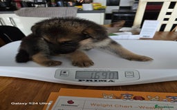 German Shepherd dogs for sale: German Shepard KC Reg Puppies in Scunthorpe - Image 36