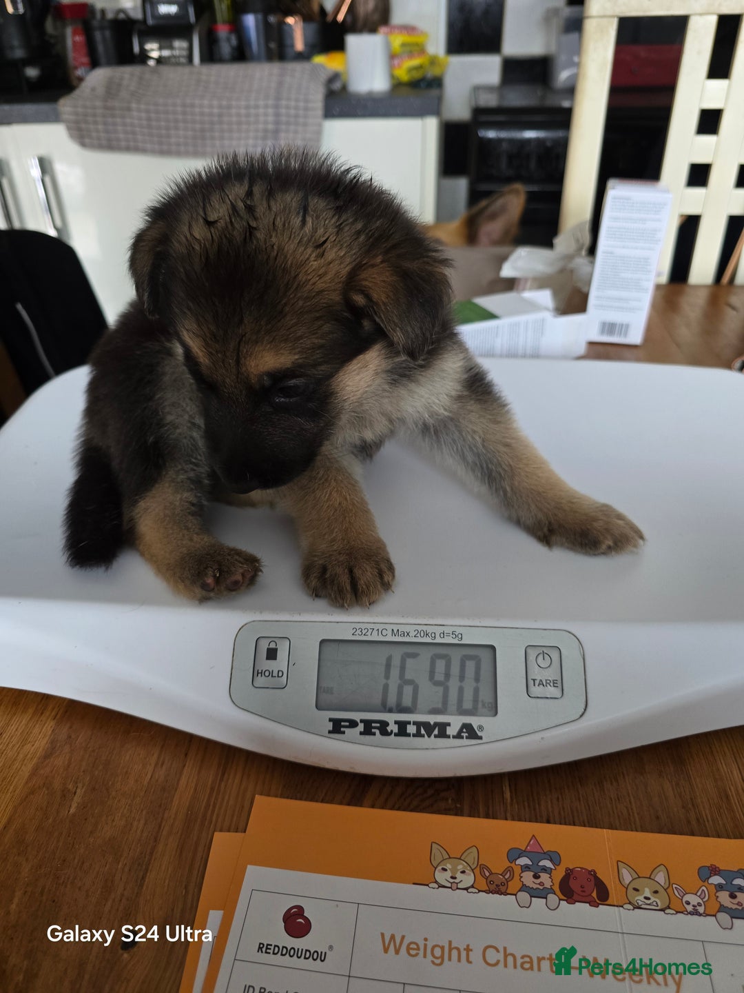 German Shepherd dogs for sale: German Shepard KC Reg Puppies in Scunthorpe - Image 36