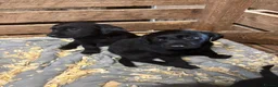 Labrador Retriever dogs for sale: Labrador Puppies in Shrewsbury - Advert 10