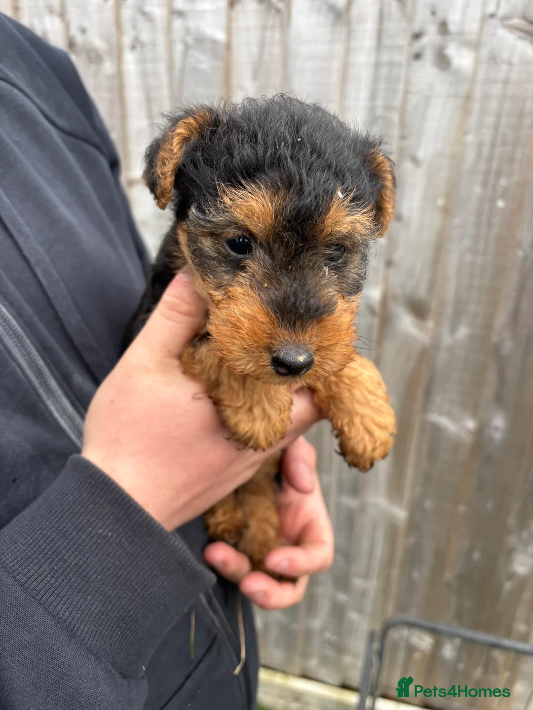 Welsh Terrier dogs for sale: Beautiful Welsh Terrier Puppy Ready for Loving  in King's Lynn - Advert 6