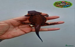 Bearded Dragon reptiles for sale: Bearded dragon Holdback release at HT exotics! - Image 2