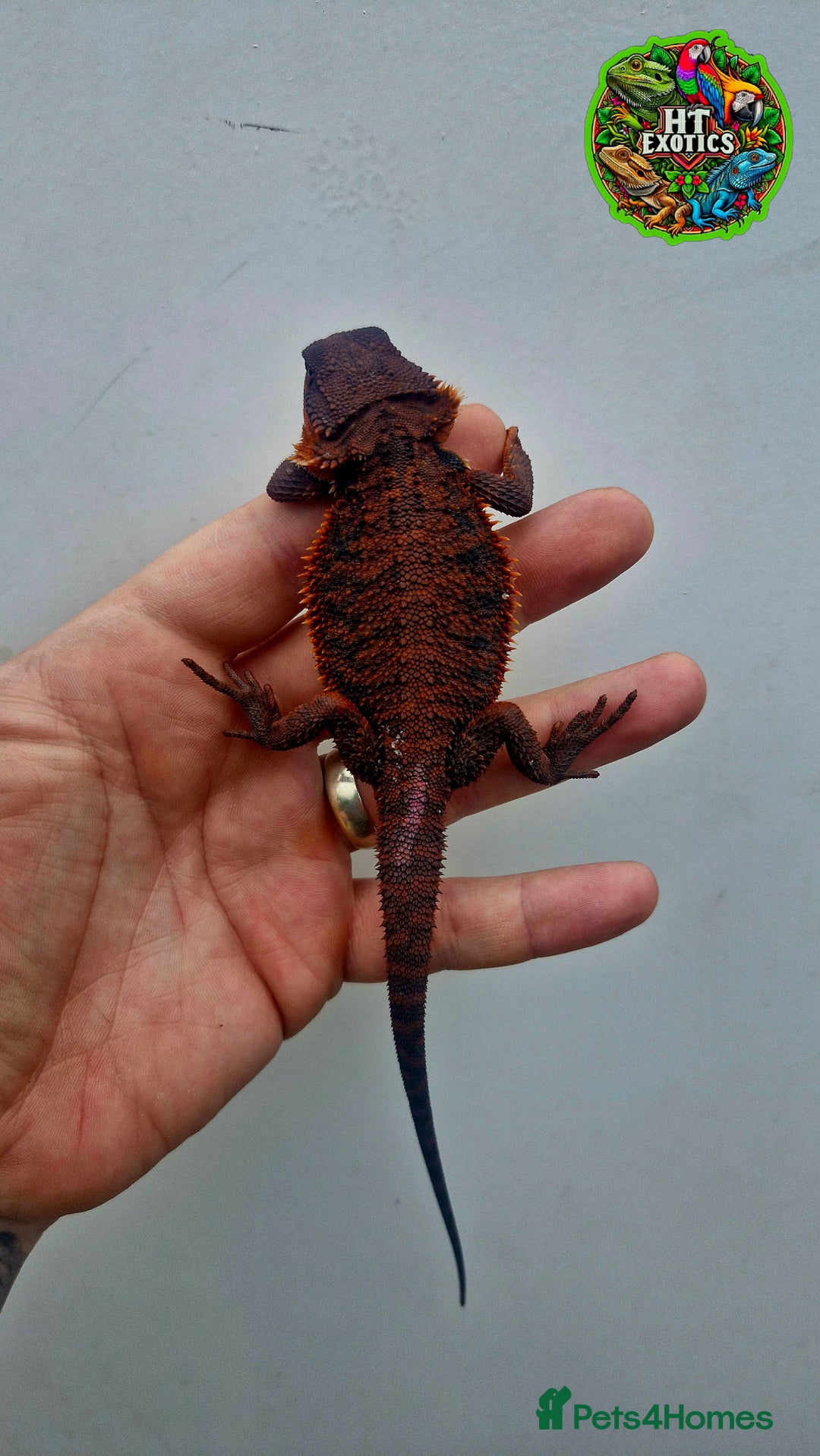 Bearded Dragon reptiles for sale: Bearded dragon Holdback release at HT exotics! - Image 2