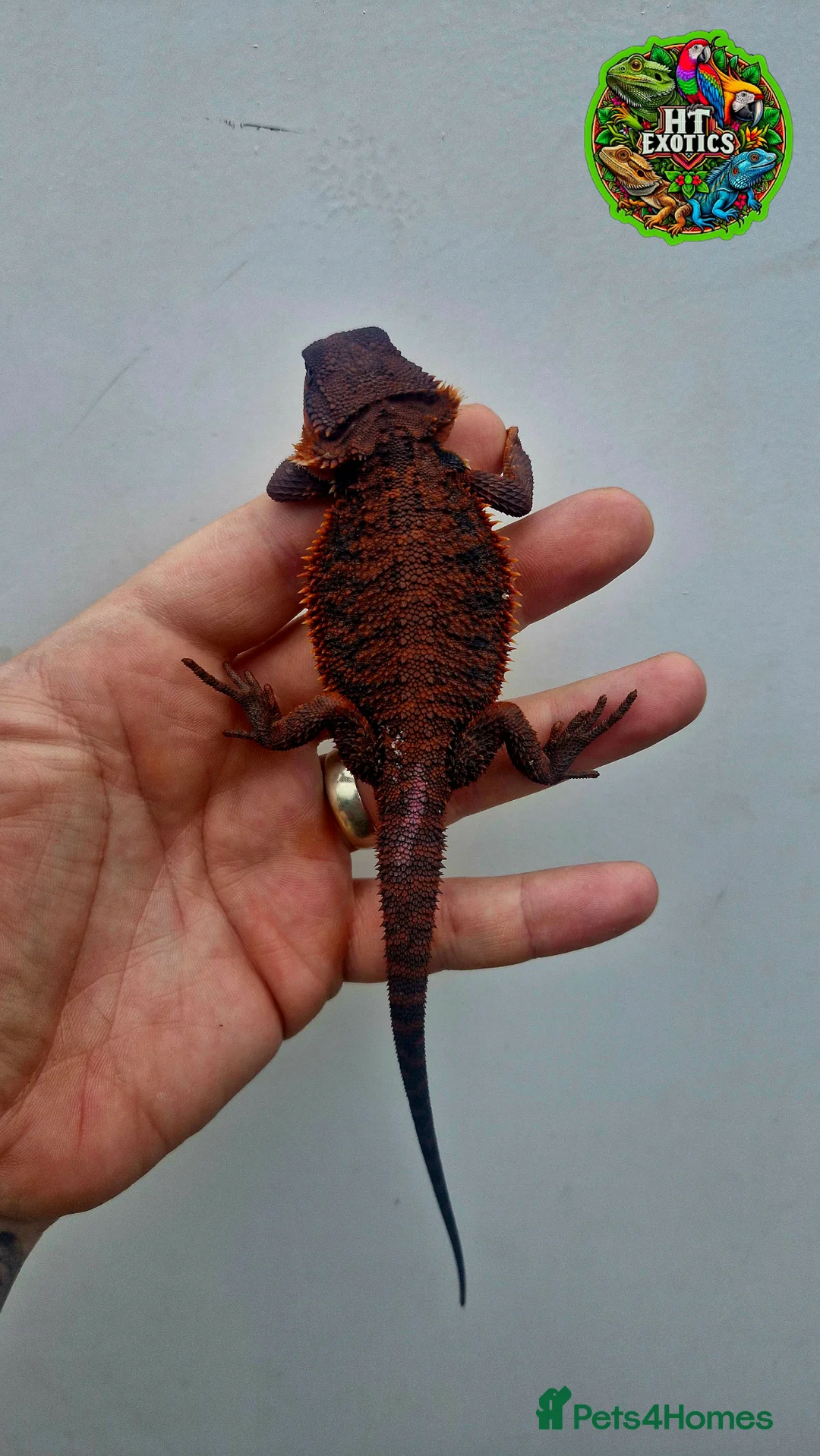 Bearded Dragon reptiles for sale: Bearded dragon Holdback release at HT exotics! - Advert 5