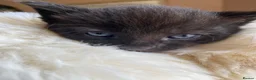 British Shorthair cats for sale: Adorable Kittens Looking for Loving Homes, Chester in Chester - Advert 25