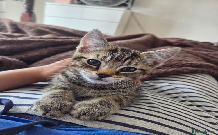 Domestic Shorthair cats - Advert 3