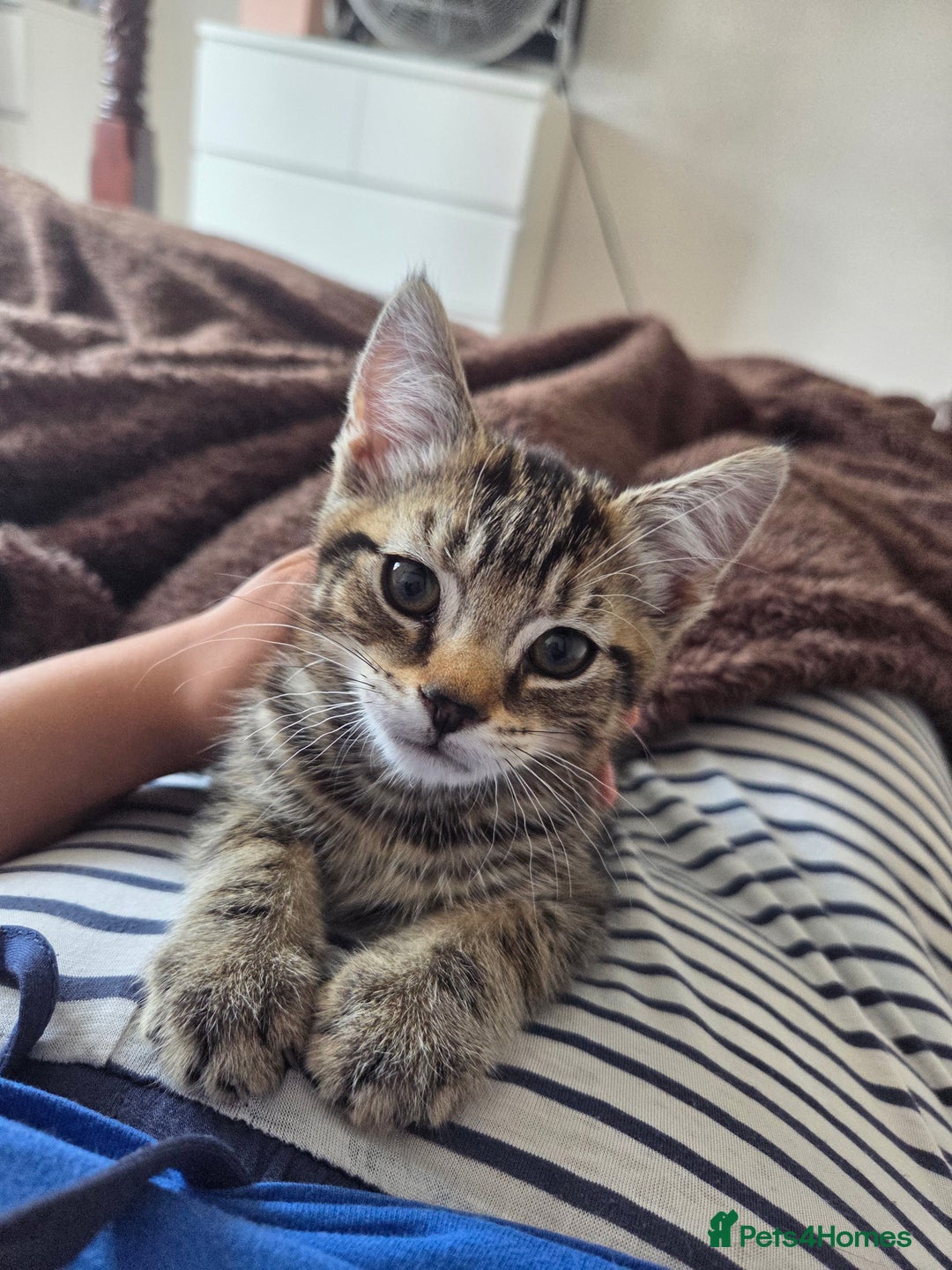 Domestic Shorthair cats for sale: 10 week old tabby female kitten for sale - Image 1