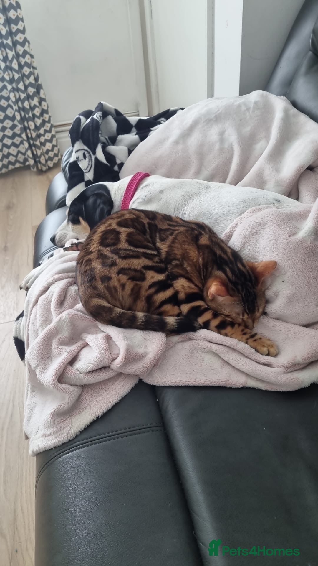 Bengal cats Rosie Firth (indoor only)  in Leeds - Advert 2
