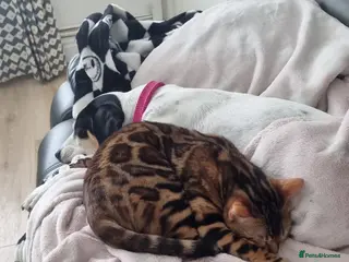 Bengal cats Rosie Firth (indoor only) in Leeds - Advert 2