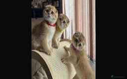 Scottish Fold cats for sale: Scottish Fold Kittens with TICA Registration - Image 9