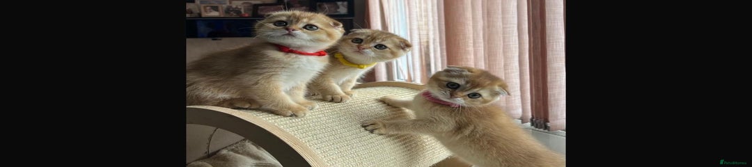 Scottish Fold Kitten 4