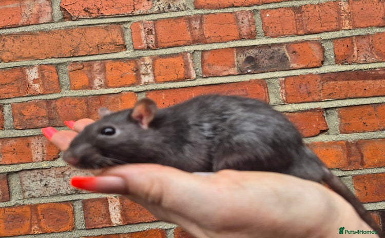 Rat rodents - Advert 15