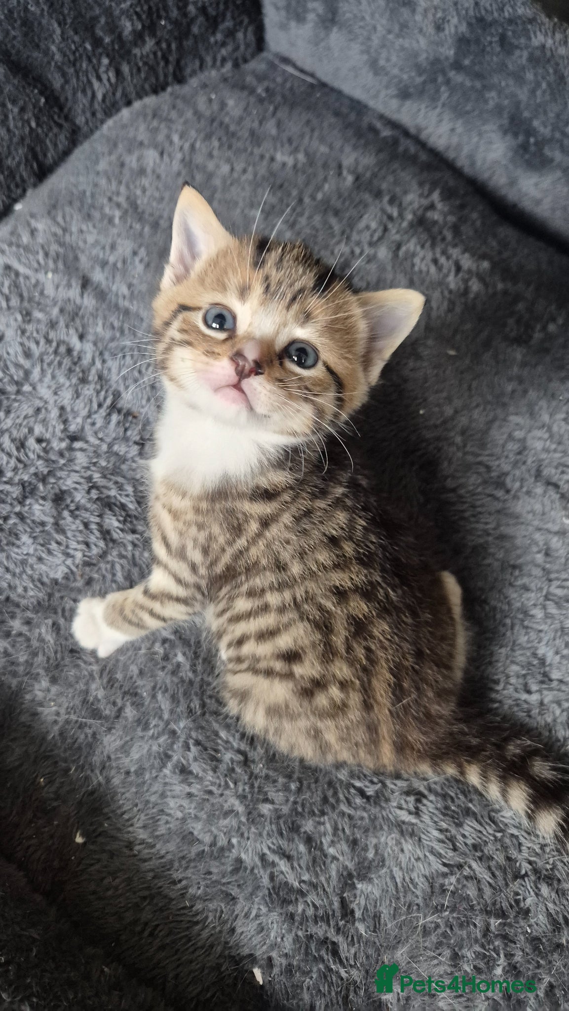 Scottish Fold cats Scottish Straight Boy looking for his forever home - Advert 13