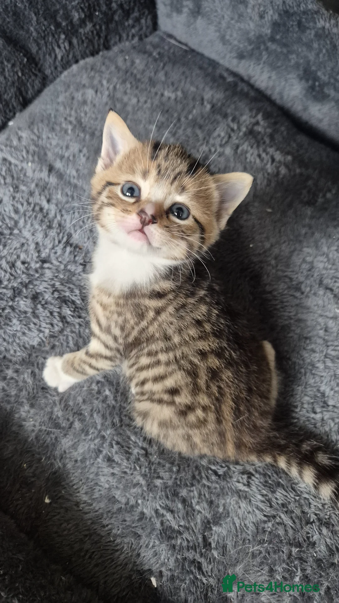 Scottish Fold cats for sale: Scottish Straight Boy looking for his forever home - Advert 1