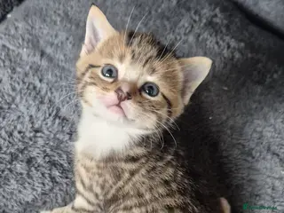 Scottish Fold cats Scottish Straight Boy looking for his forever home - Advert 13