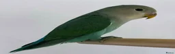 Lovebirds birds for sale: Lovebird for rehoming  in London - Advert 1