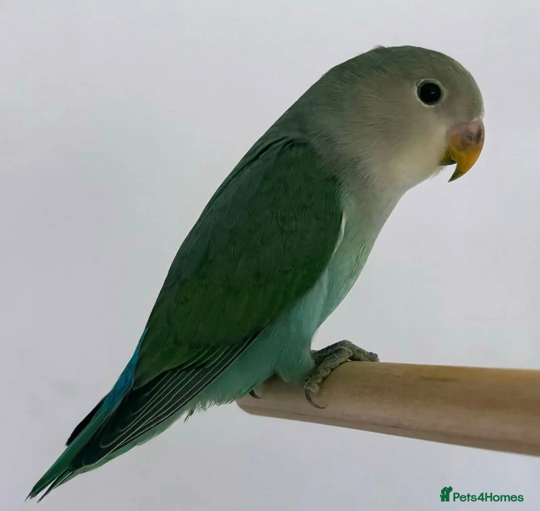 Lovebirds birds for sale: Lovebird for rehoming  in London - Advert 1
