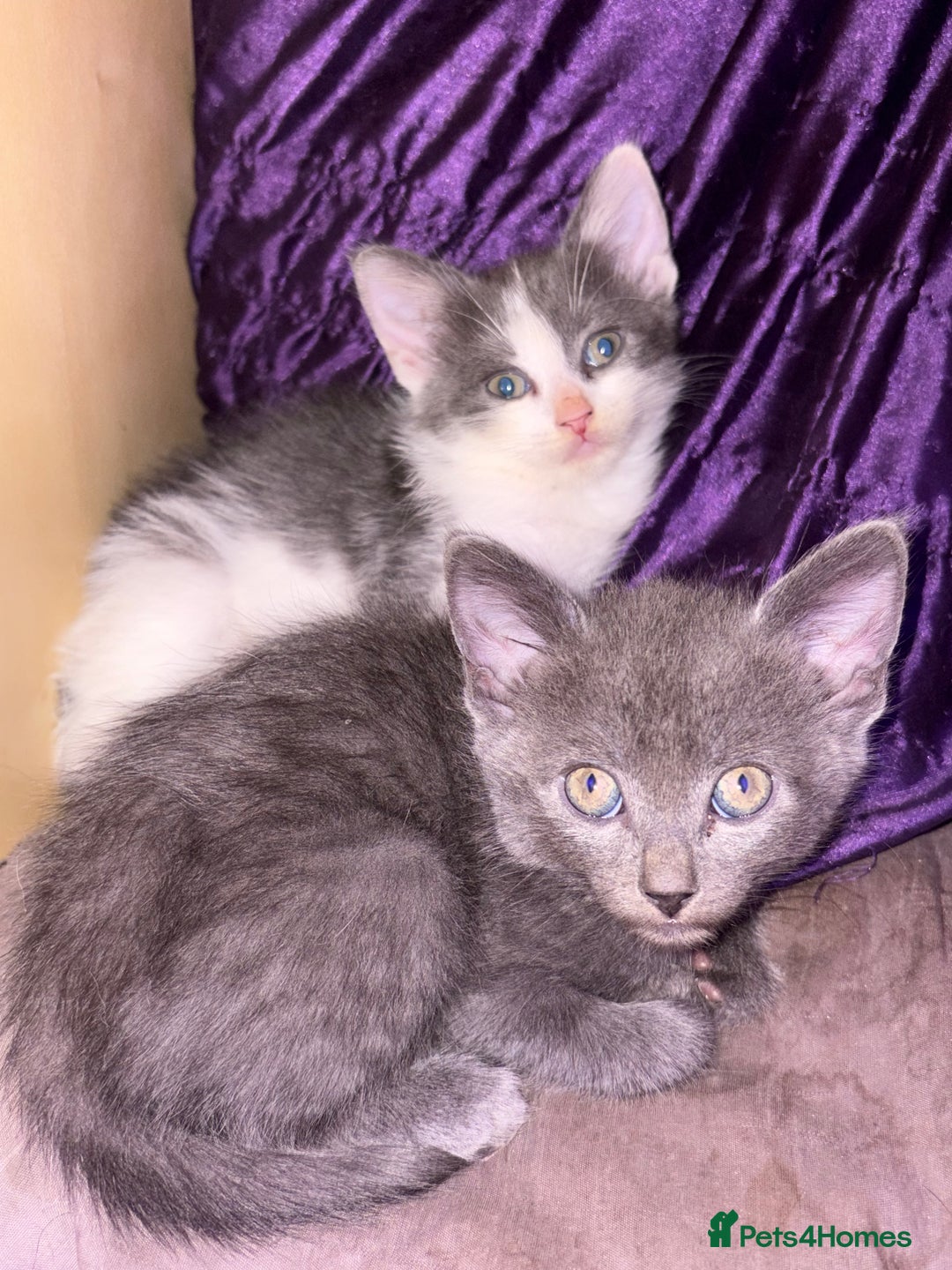 LaPerm cats for sale: 4 Stunning La perm cross kittens - Image 4