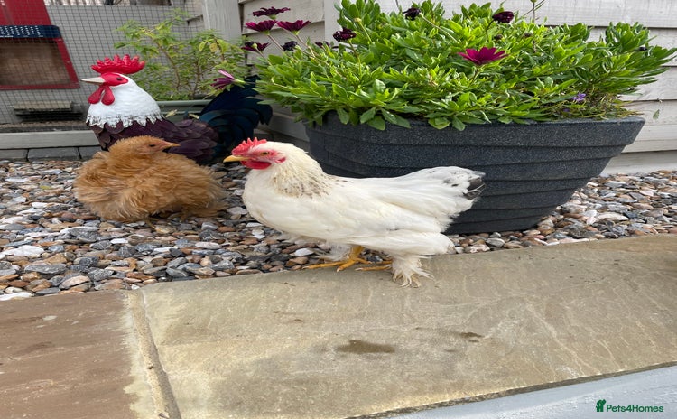 Chickens poultry - Advert 6