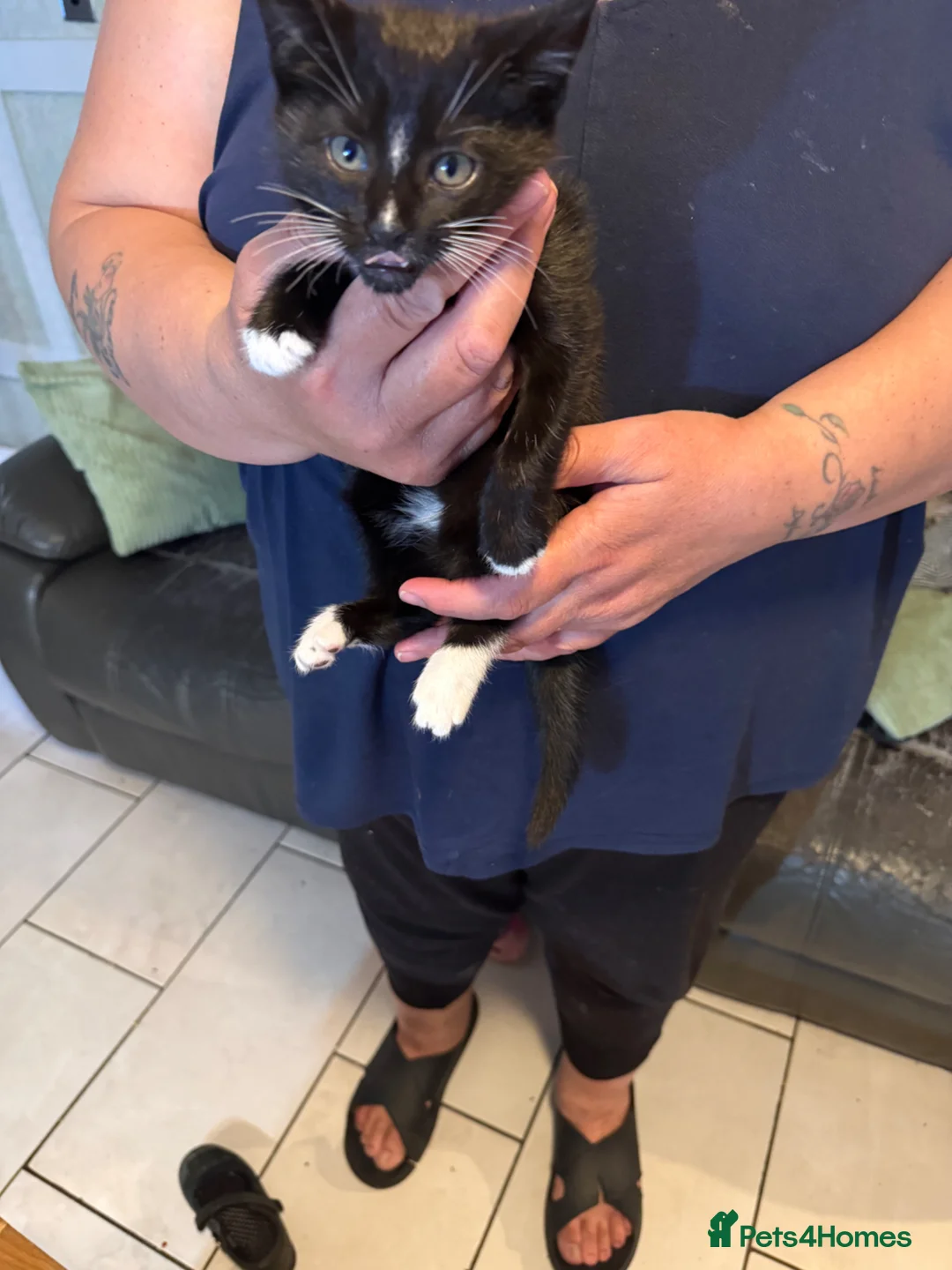 Mixed Breed cats for sale: Kitten in Heanor - Advert 6