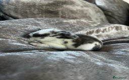 English rabbits for sale: Baby rabbits  - Image 5